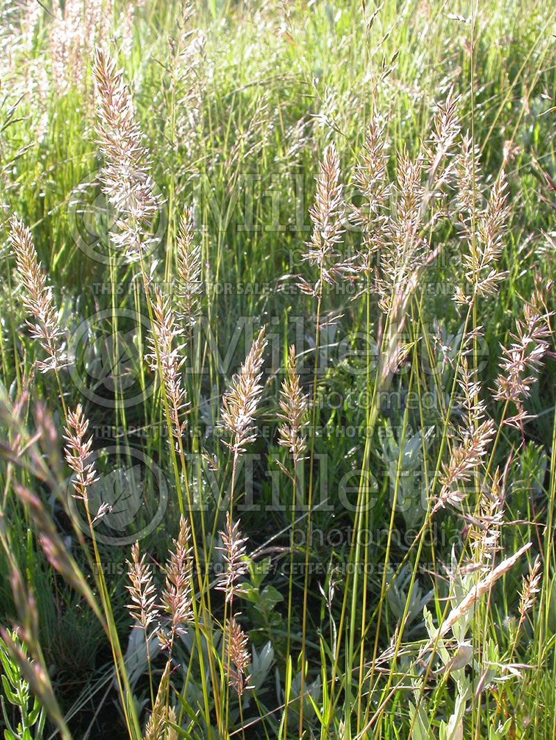 Koeleria macrantha (Prairie Junegrass) 2