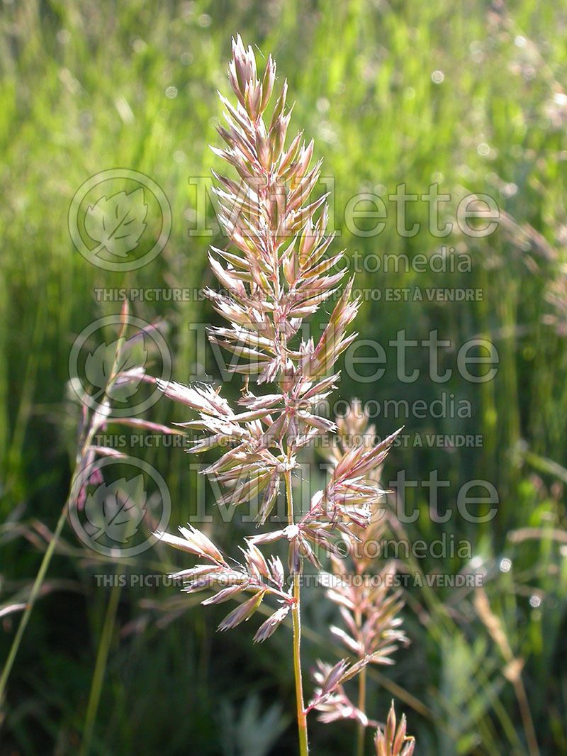 Koeleria macrantha (Prairie Junegrass)  1