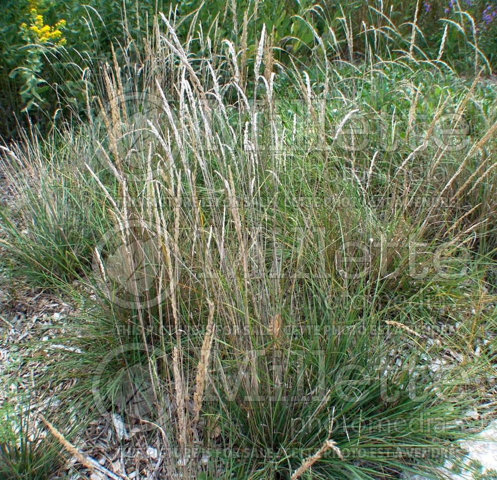 Koeleria macrantha (Prairie Junegrass) 6 