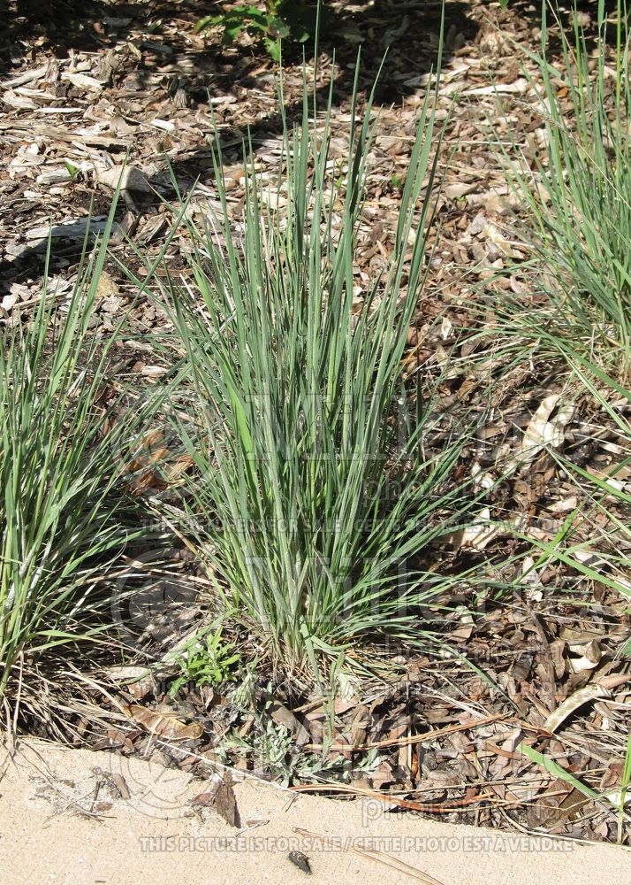 Koeleria macrantha (Prairie Junegrass) 8 