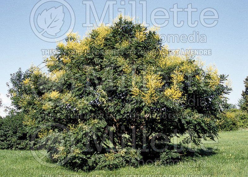 Koelreuteria paniculata (Golden rain tree) 3 