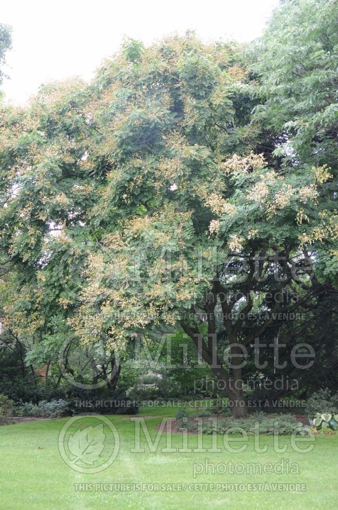 Koelreuteria paniculata (Golden rain tree) 7 