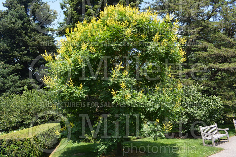 Koelreuteria paniculata (Golden rain tree) 1 