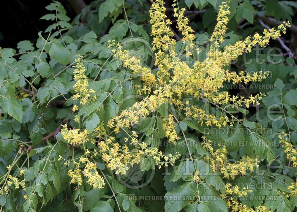 Koelreuteria paniculata (Golden rain tree) 9 