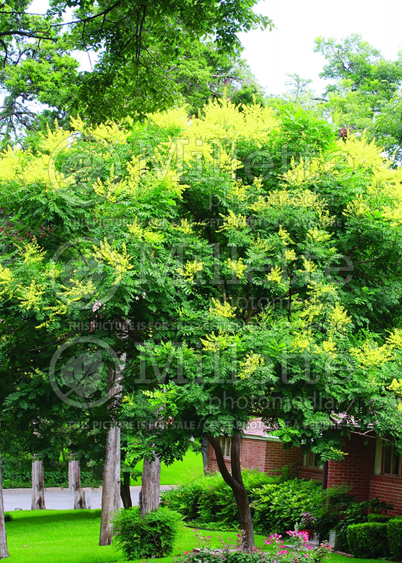 Koelreuteria paniculata (Golden rain tree) 6 