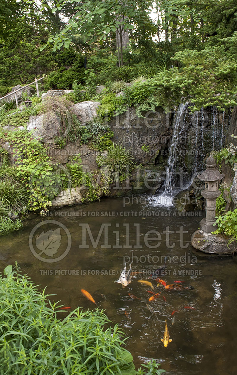 Landscaping around a pond and Koi fishes - Pond (Landscaping) 1