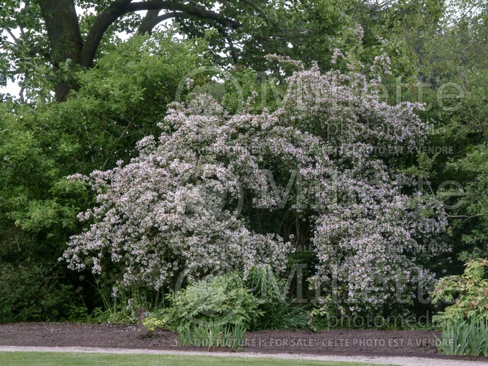 Kolkwitzia amabilis (Beauty bush) 2