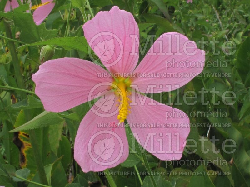 Kosteletzkya virginica (Seashore mallow) 1