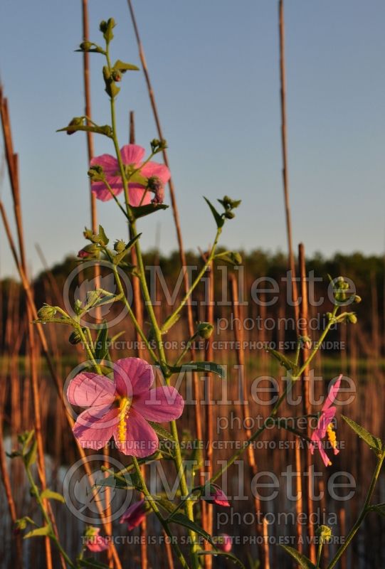 Kosteletzkya virginica (Seashore mallow) 3