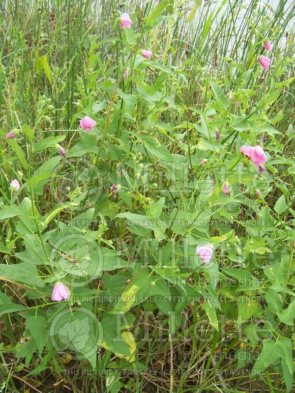 Kosteletzkya virginica (Seashore mallow) 2