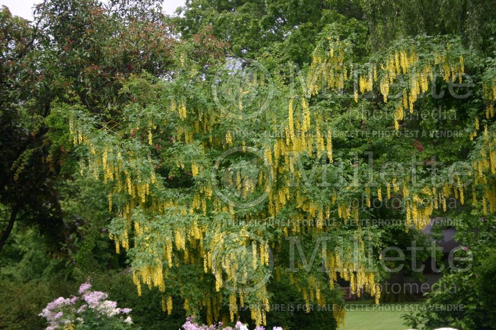 Laburnum anagyroides (Golden Chain) 1 