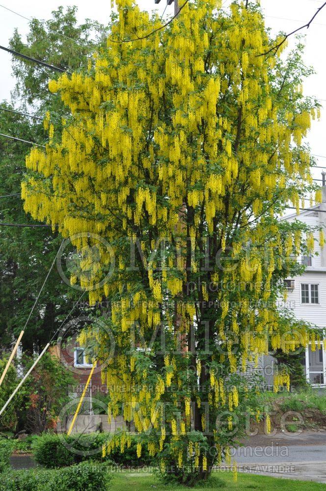 Laburnum anagyroides (Golden Chain) 3 