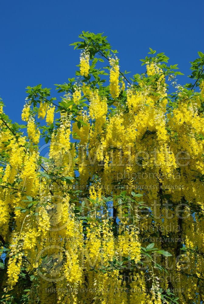 Laburnum watereri (Golden Chain) 2 