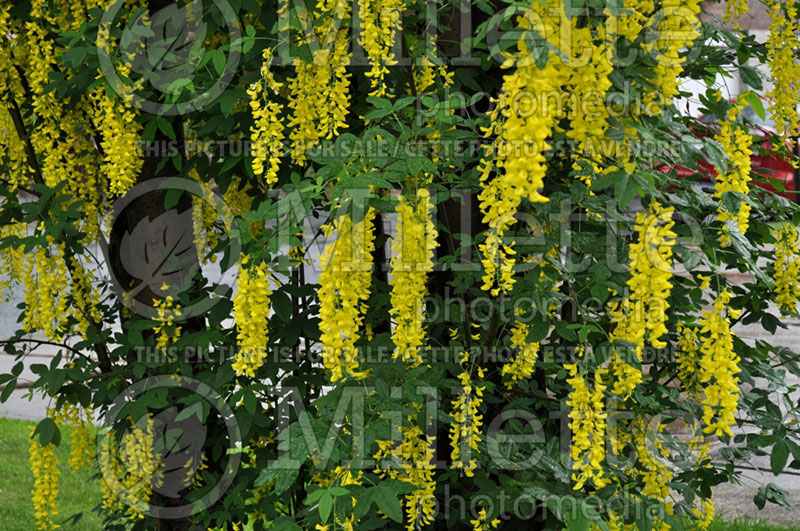 Laburnum Pendula (Golden Chain) 1 