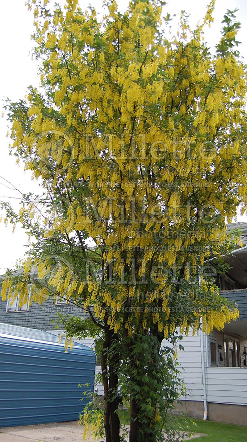 Laburnum Pendula (Golden Chain) 2 