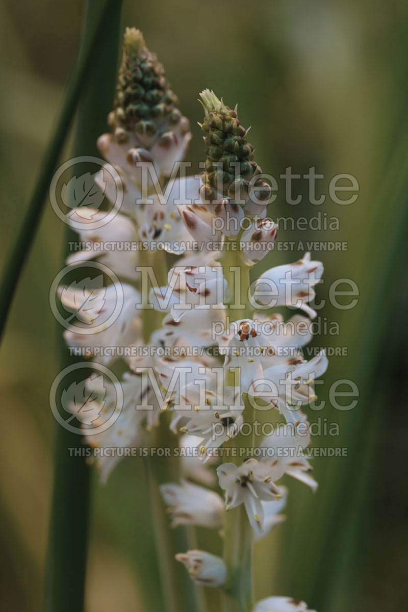 Lachenalia contaminata (Wild hyacinth)  2