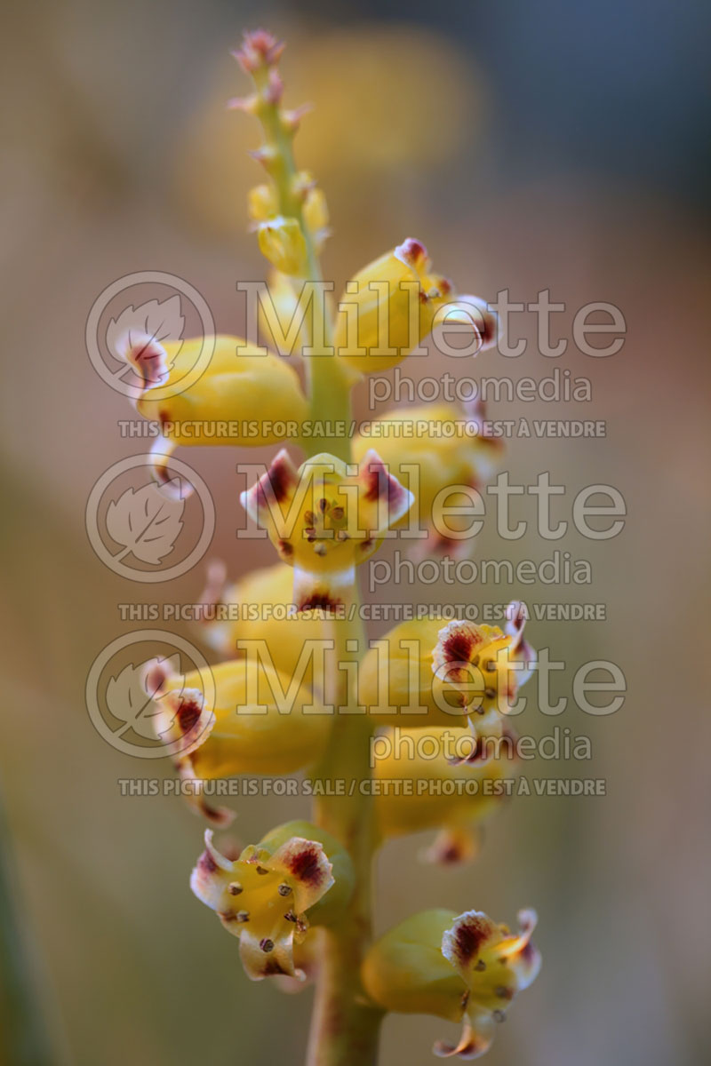 Lachenalia elegans (Wild hyacinth) 1 