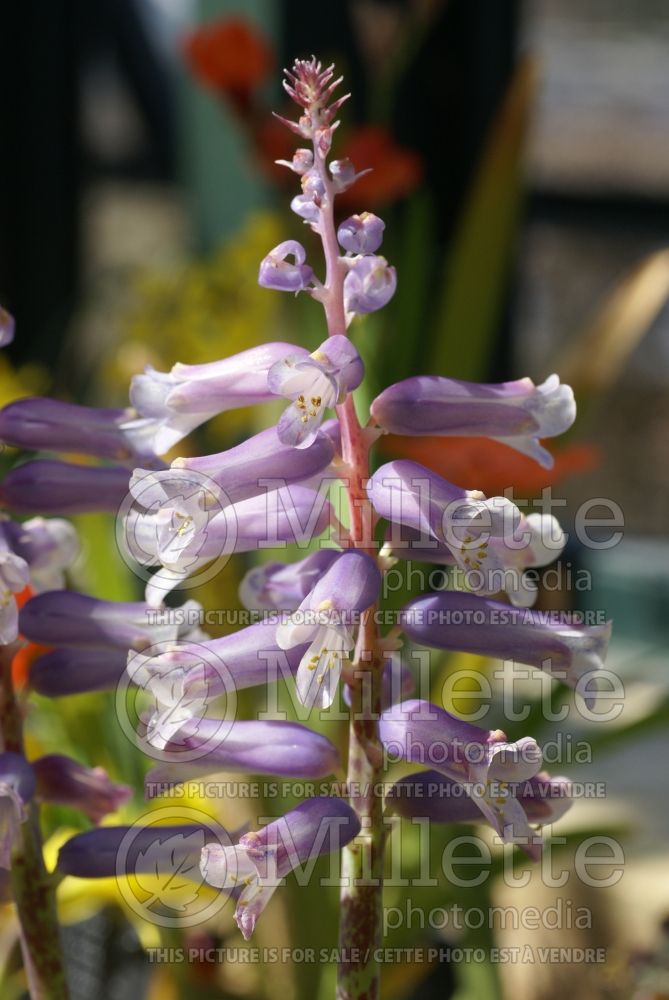 Lamium Purple Dragon (Creeping Lamium Spotted Dead Nettle) 5 