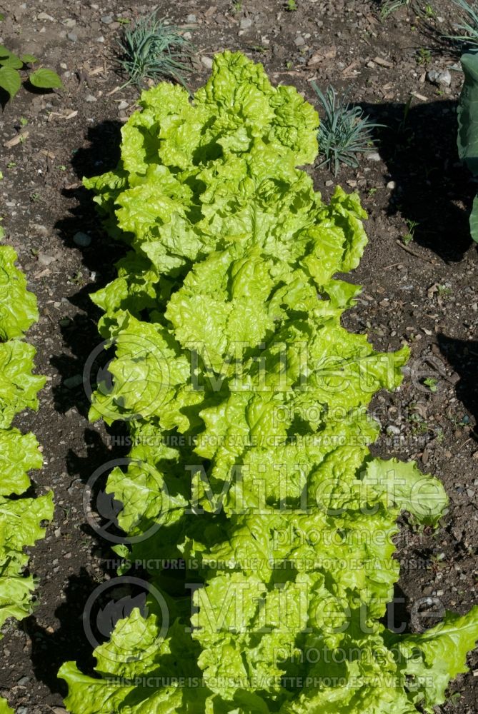 Lactuca Australia Yellow (Lettuce vegetable - laitue) 1 