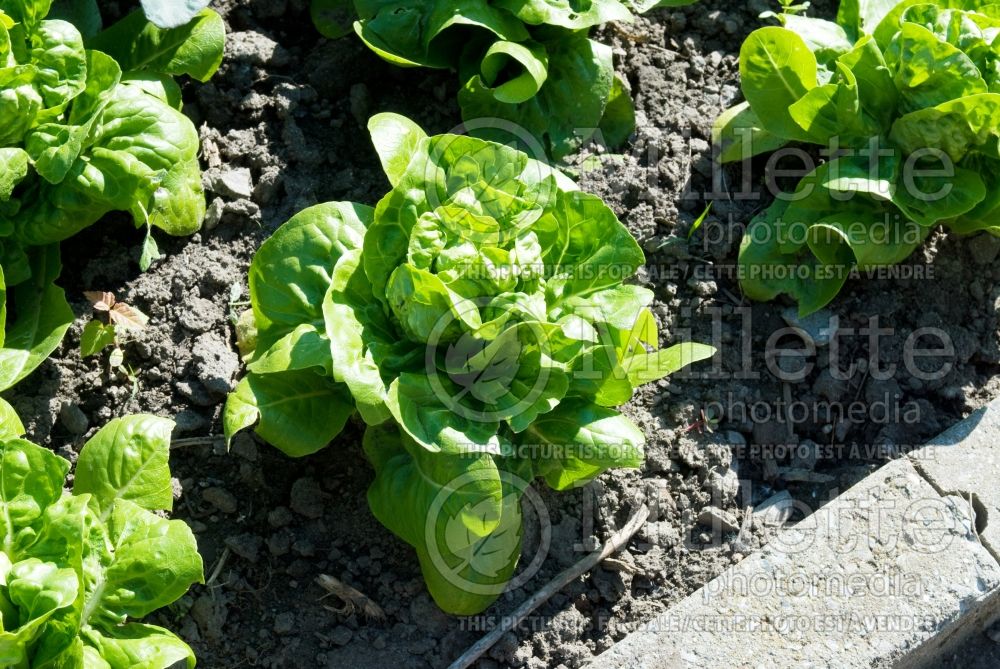 Lactuca Baby Star (Lettuce vegetable - laitue) 1 