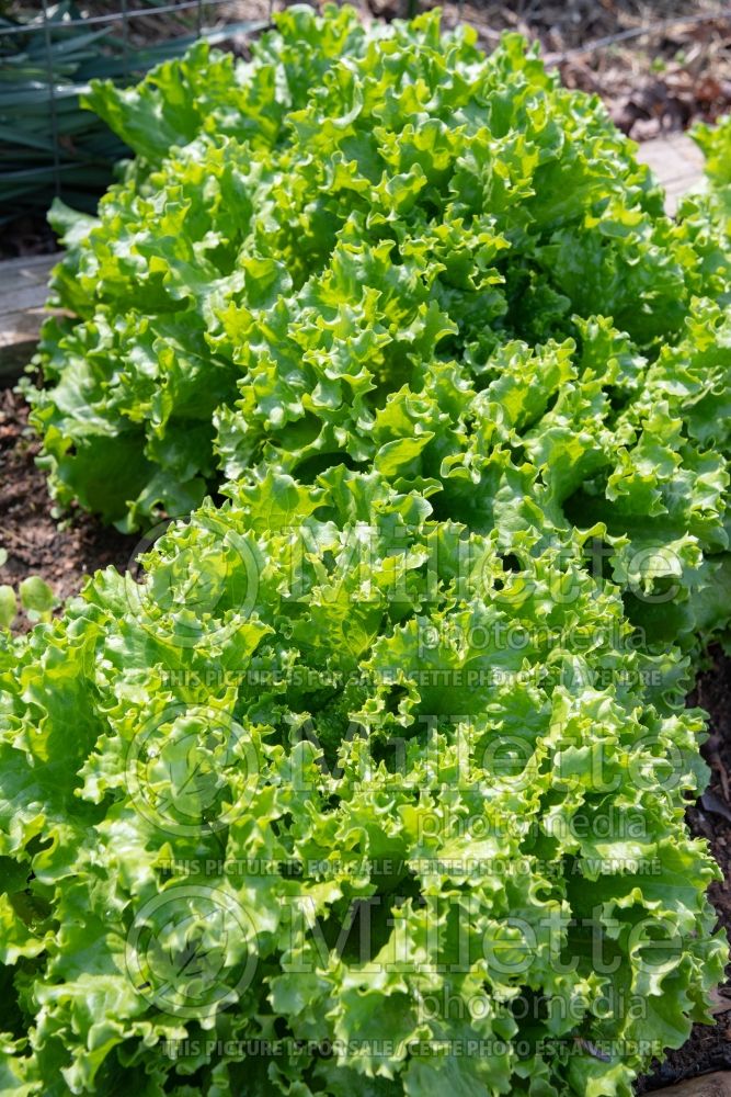 Lactuca Bergam's Green (Lettuce vegetable - laitue) 1 