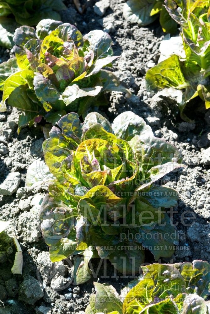 Lactuca Breen (Lettuce vegetable - laitue) 1 