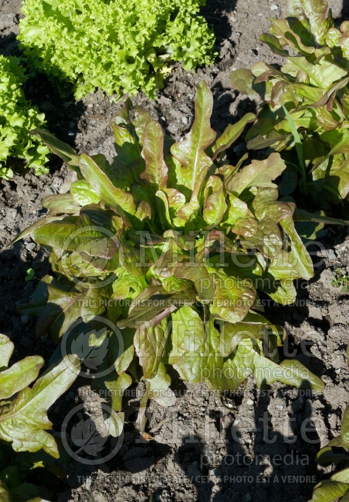 Lactuca Brunia (Lettuce vegetable - laitue) 1 