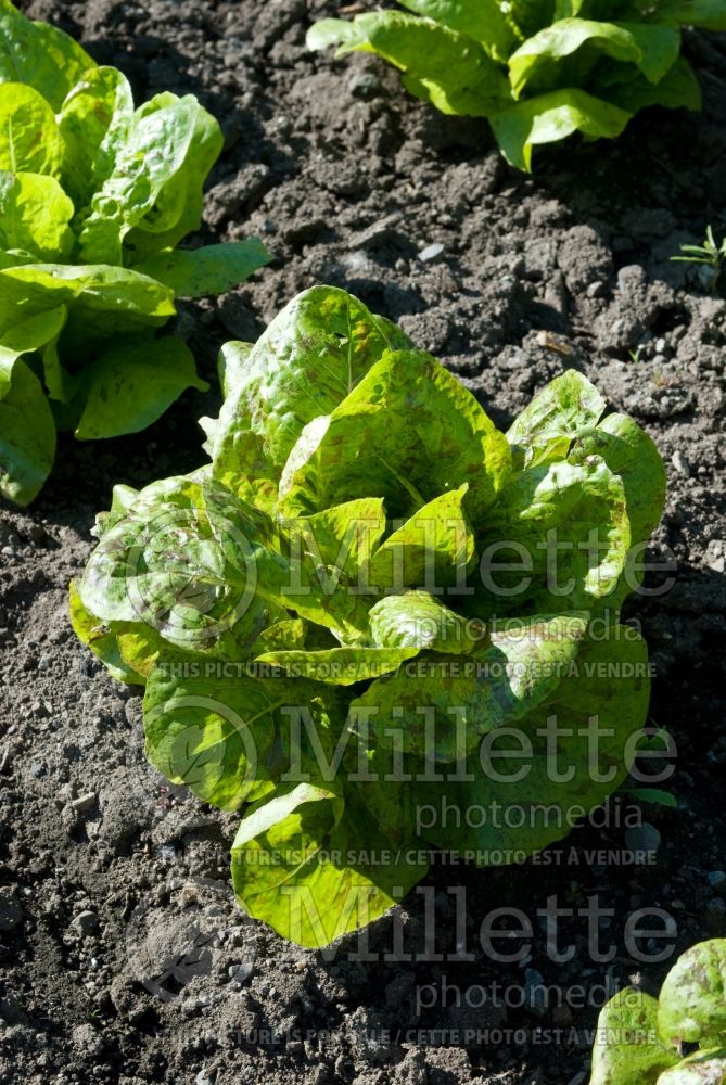 Lactuca Freckels (Lettuce vegetable - laitue) 3 