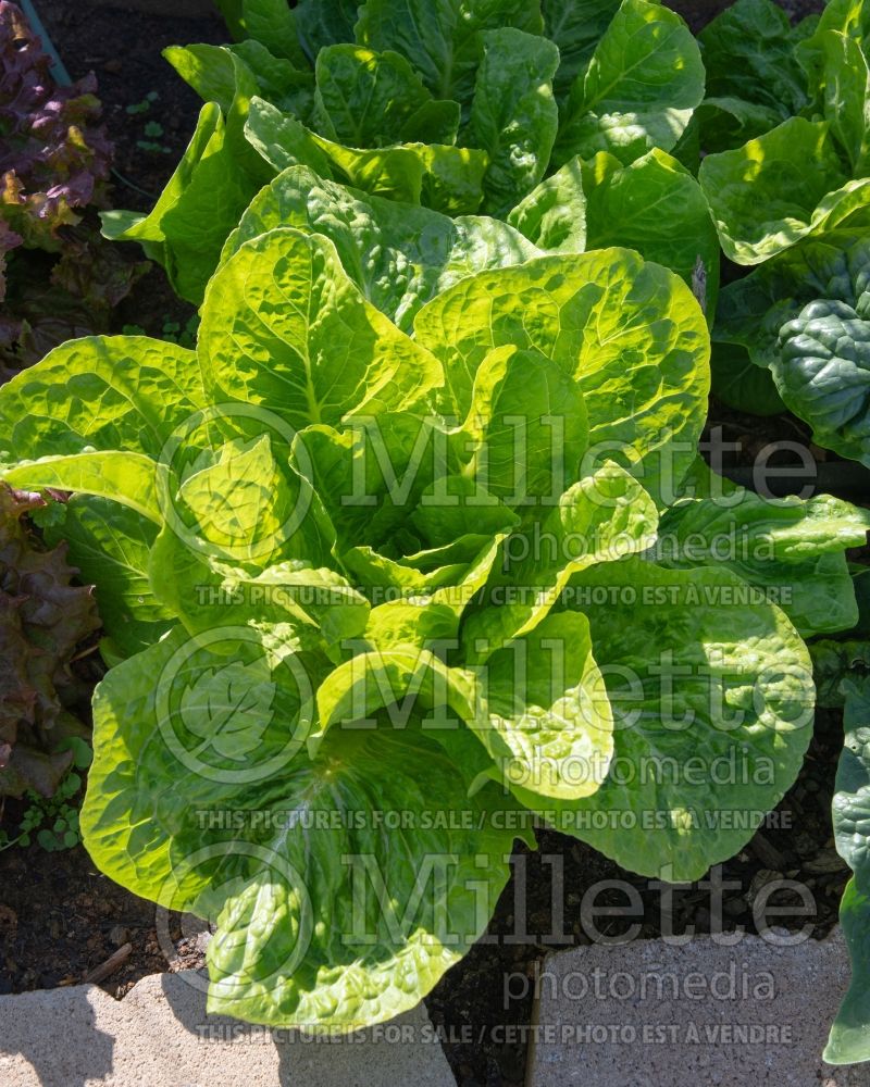 Lactuca Jericho (Lettuce vegetable - laitue) 1 