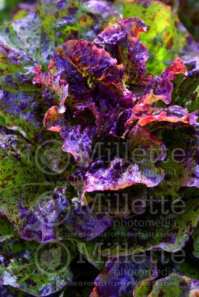 Lactuca Mottistone (Lettuce vegetable - laitue) 2 