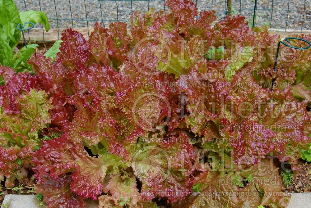 Lactuca New Red Fire (Lettuce vegetable - laitue) 2 