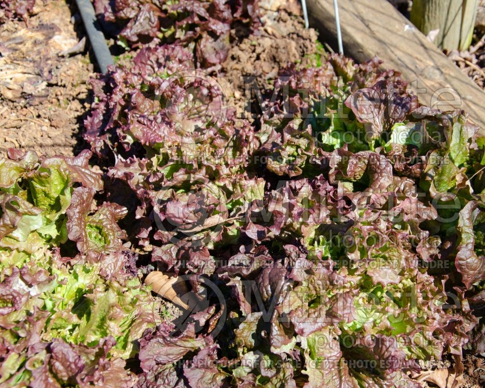 Lactuca New Red Fire (Lettuce vegetable - laitue) 3 