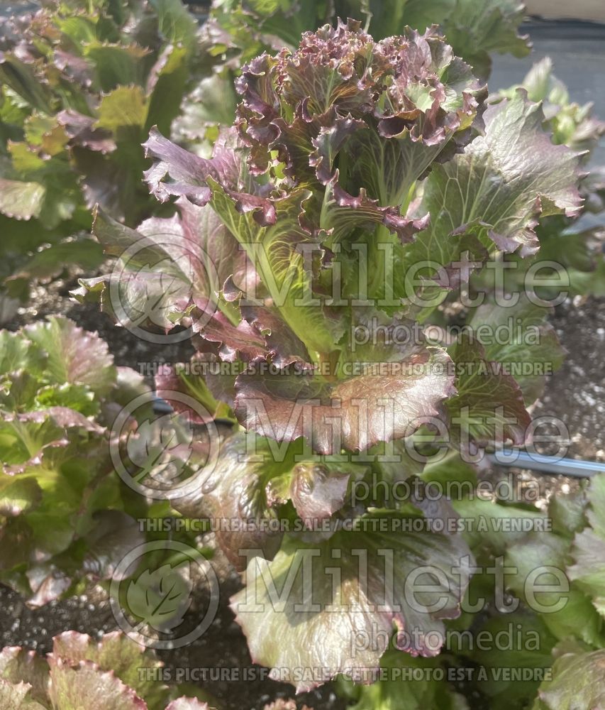 Lactuca Pablo (Lettuce vegetable - laitue) 2 