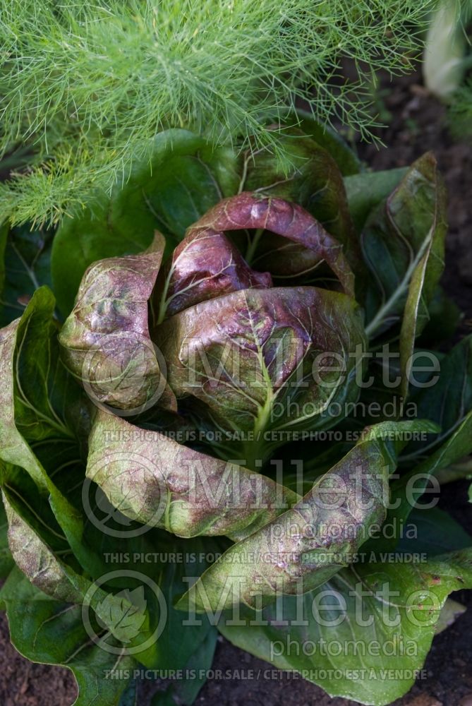 Cichorium intybus (Chicory vegetable - laitue) 1 