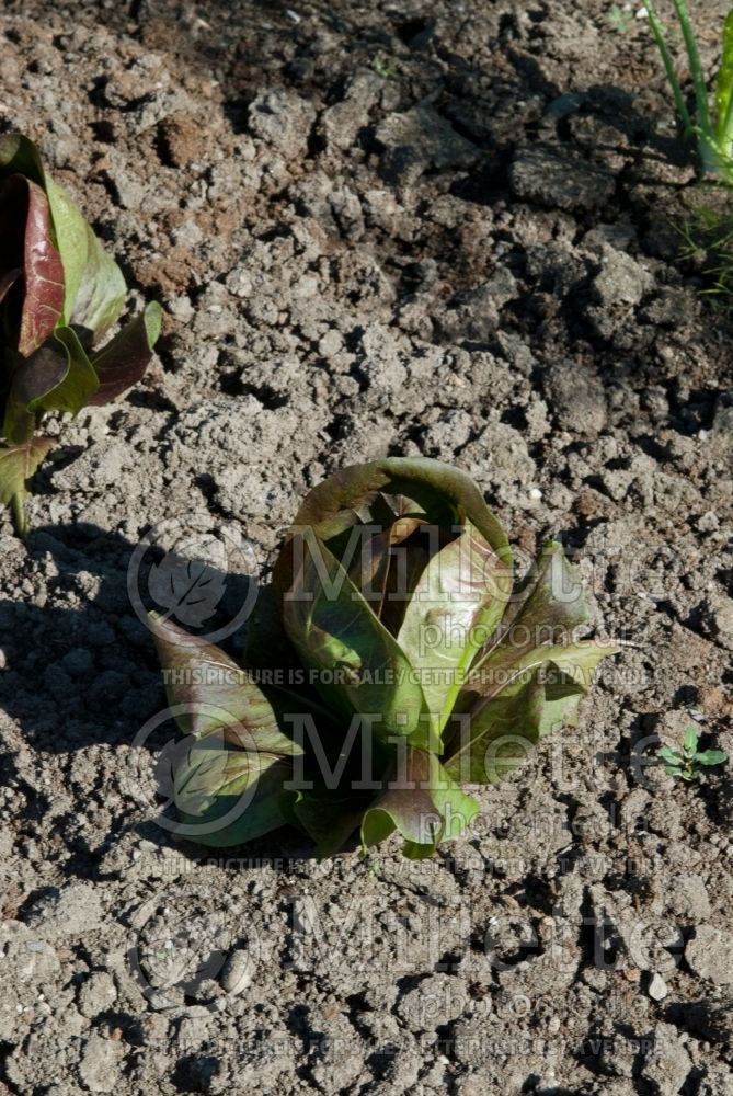 Lactuca Radicchio Fiero (Lettuce vegetable - laitue) 1 