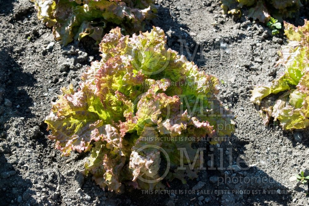 Lactuca Red Fire (Lettuce vegetable - laitue) 2