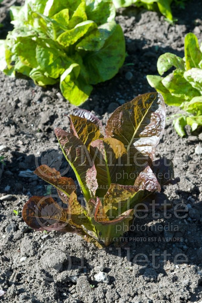 Lactuca Red Rosie (Lettuce vegetable - laitue) 1 