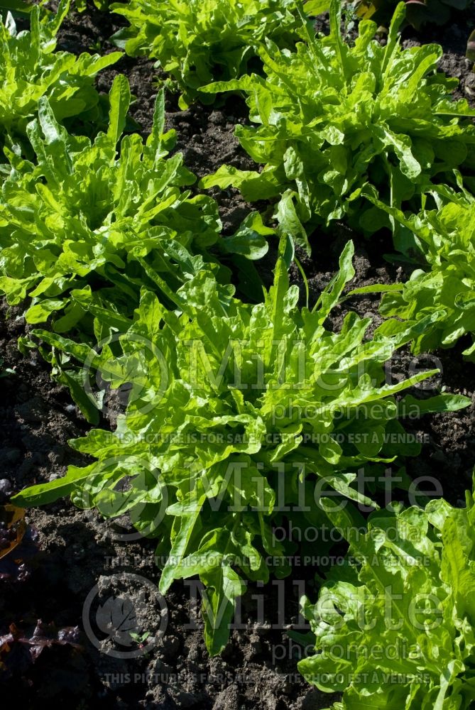 Lactuca Royal Oak Leaf (Lettuce vegetable - laitue) 1 