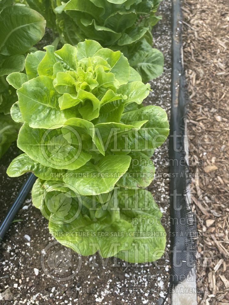 Lactuca Sucrine (Lettuce vegetable - laitue) 2