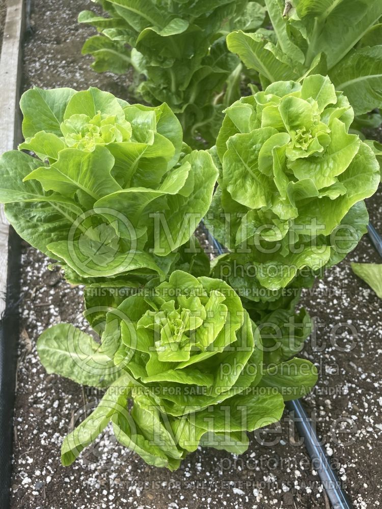 Lactuca Sucrine (Lettuce vegetable - laitue) 1