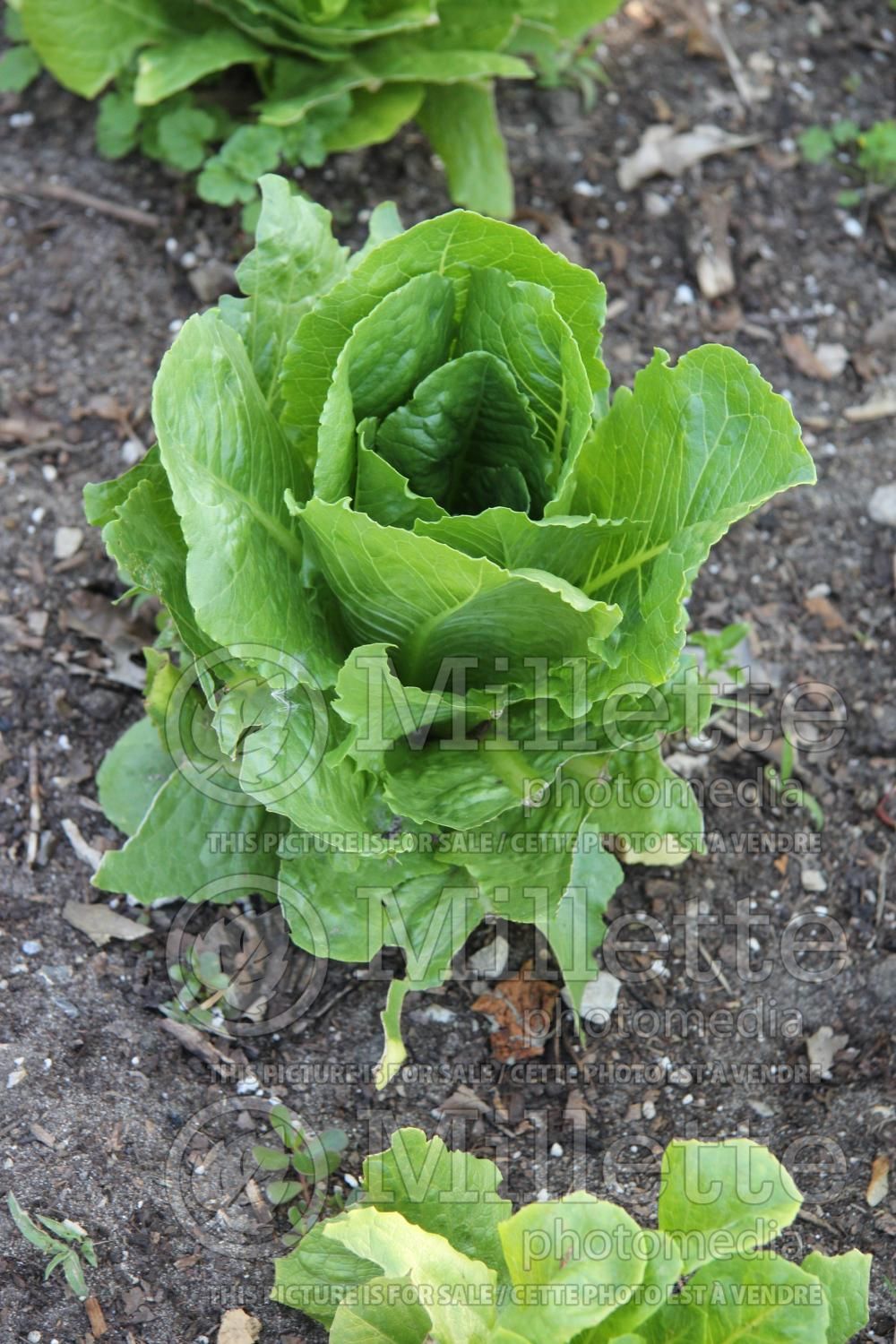 Lactuca Paris Island Romaine (Lettuce vegetable – laitue) 2