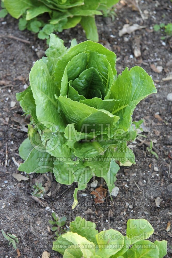 Lactuca Paris Island Romaine (Lettuce vegetable – laitue) 2 