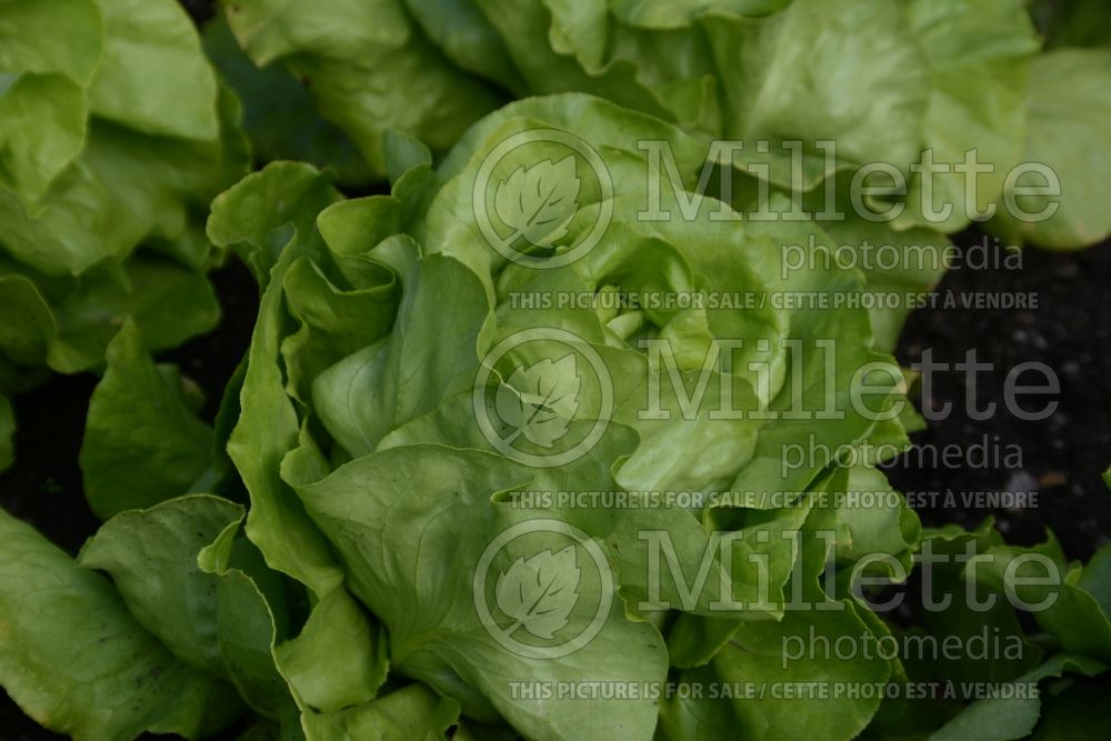 Lactuca Alkindus (Lettuce vegetable - laitue) 1 