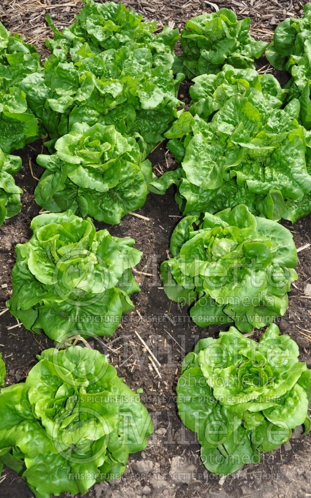 Lactuca Buttercrunch (lettuce vegetable - laitue) 1 