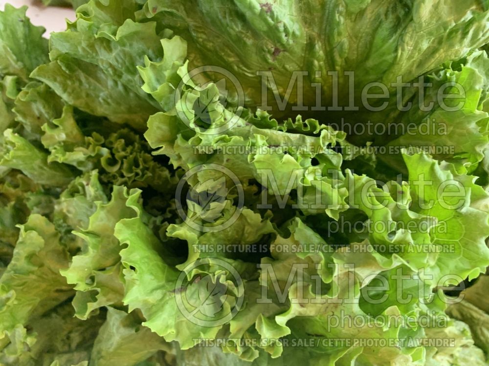 Lactuca sativa (Lettuce vegetable - laitue) 13 