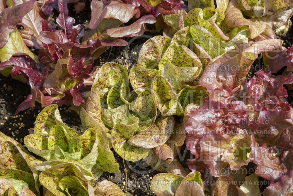 Lactuca Forellenschluss (Lettuce vegetable - laitue) 1 