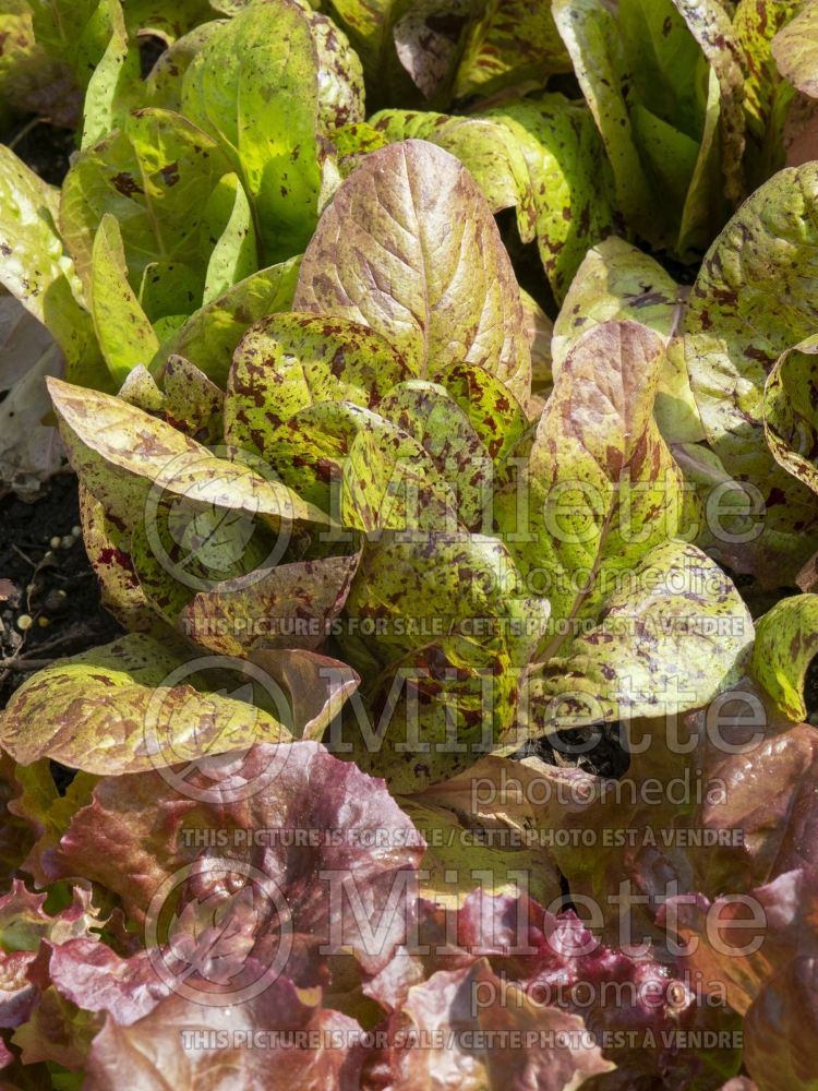 Lactuca Forellenschluss (Lettuce vegetable - laitue) 2 