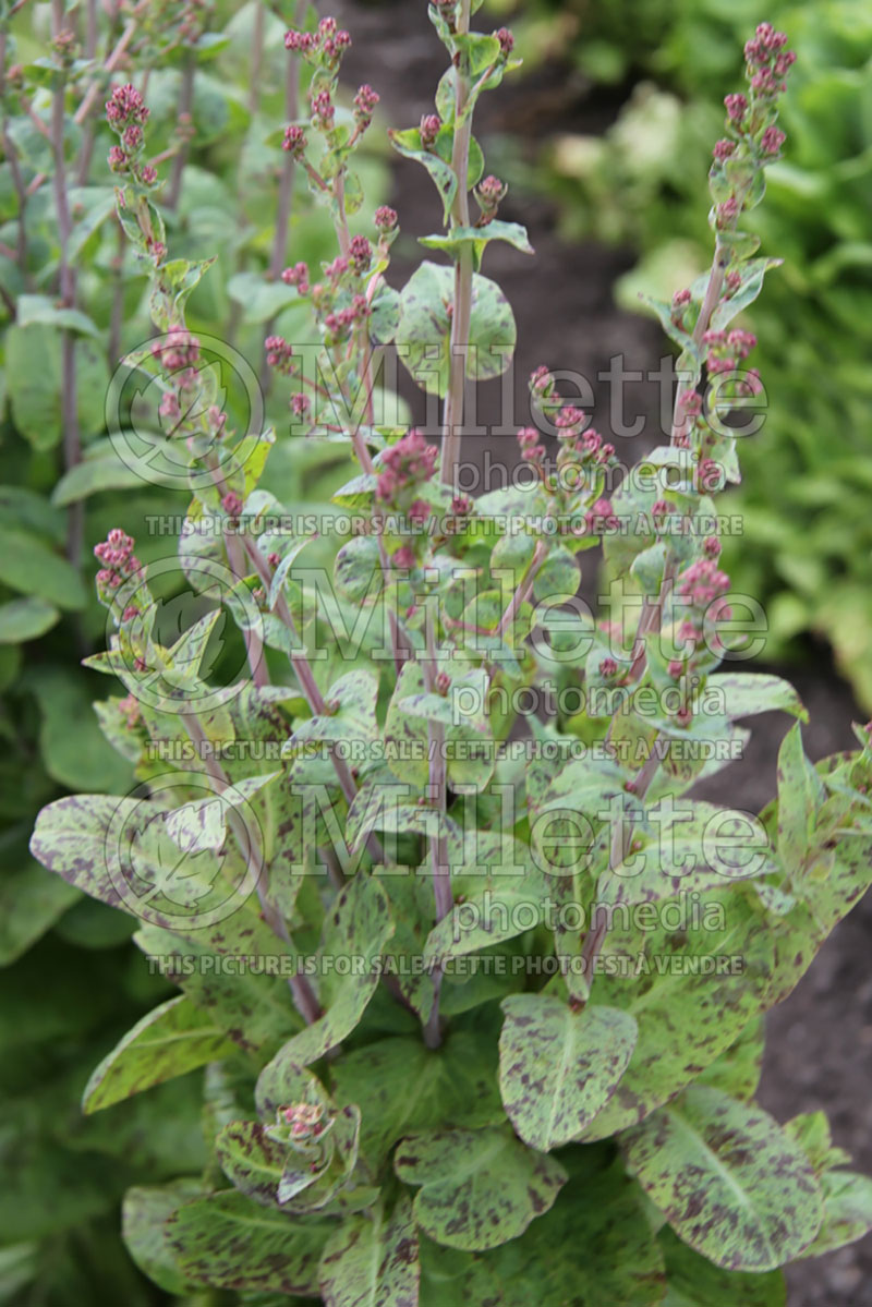 Lactuca Freckles (Lettuce vegetable - laitue) 1