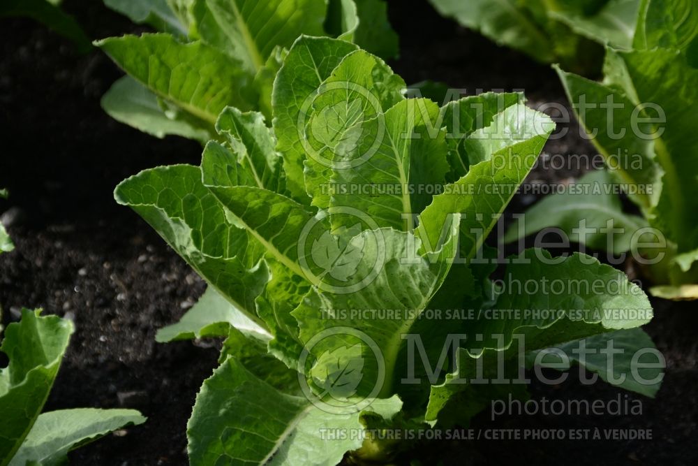Lactuca Green Forest (Lettuce vegetable - laitue) 1 