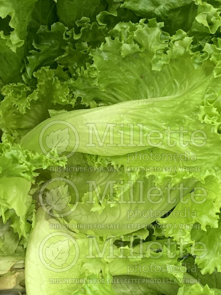Lactuca sativa ( Lettuce vegetable ) 14 